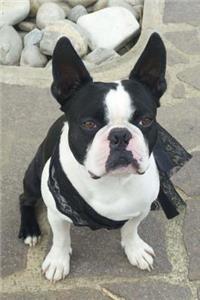 Boston Terrier with a Black Lace Scarf Journal