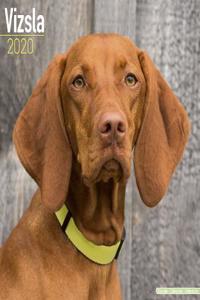 Vizsla Calendar 2020