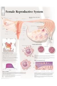 Female Reproductive System Laminated Poster