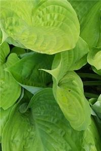 Journal Bright Hosta Leaves