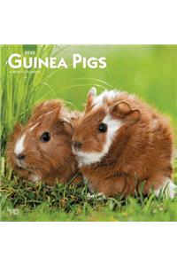 Guinea Pigs 2020 Square Wall Calendar