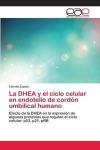 DHEA y el ciclo celular en endotelio de cordón umbilical humano