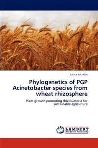 Phylogenetics of PGP Acinetobacter species from wheat rhizosphere