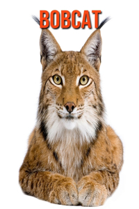 Bobcat