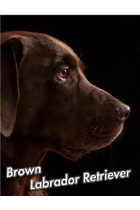 Brown Labrador Retriever