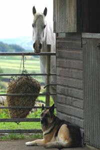 Horse Photo School Composition Book Equine Horse and Dog