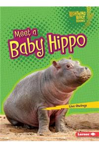 Meet a Baby Hippo
