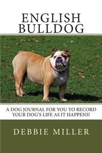 English Bulldog