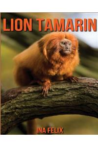 Lion Tamarin