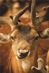 The Red Deer Journal: 150 page lined notebook/diary