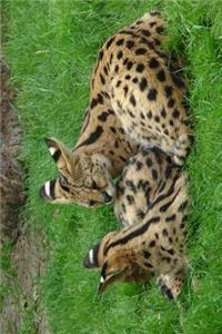 African Serval Cat Journal