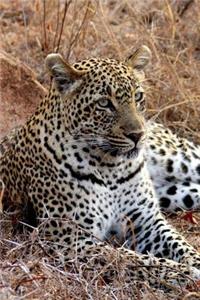 Lounging Leopard on the Savanna Africa Journal