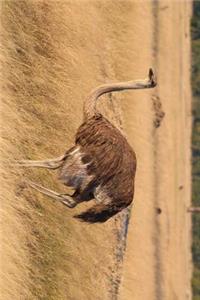 Ostrich in Zimbabwe, Africa Journal