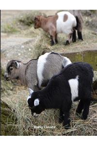 Baby Goats