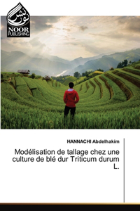 Modélisation de tallage chez une culture de blé dur Triticum durum L.