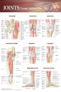 Joints of the Lower Extremities Anatomical Chart