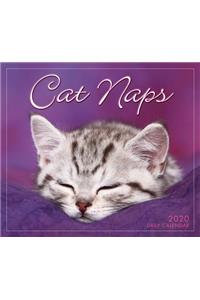 2020 Cat Naps Boxed Daily Calendar