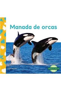 Manada de Orcas (Orca Whale Pod)