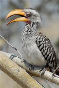 Hornbill Bird Journal