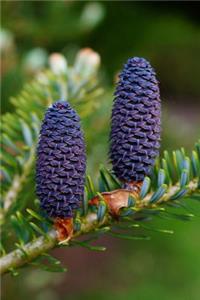 Tap Blue Pine Cones on a Fir Tree Journal