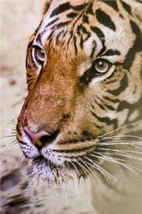 A Contemplative Tiger in the Grass Journal