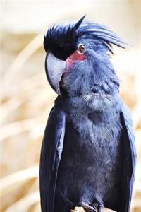 Stunning Palm Cockatoo Perched Journal