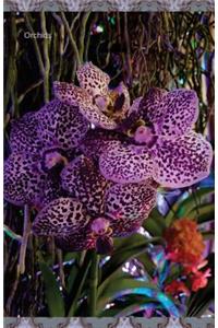 Orchids