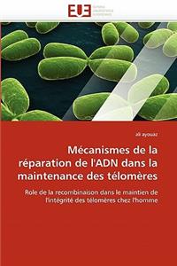 M�canismes de la R�paration de l''adn Dans La Maintenance Des T�lom�res