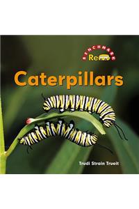 Caterpillars