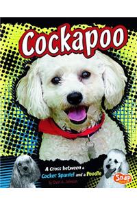 Cockapoo