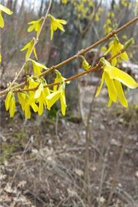 Journal Early Spring Forsythia