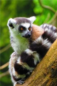 Charming Ring-Tailed Lemur Cute Animal Journal