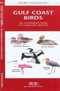 Phoenix Birds