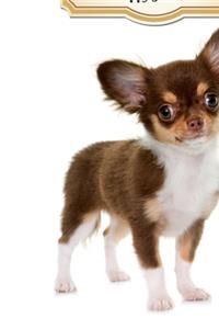 2020 Chihuahua Puppy Journal