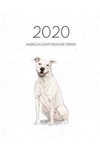 2020 American Staffordshire Terrier