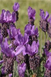 2020 Weekly Planner Flowers Pretty Lavender 134 Pages