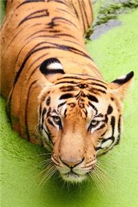 Tiger Lovers 2020 Weekly Monthly Planner