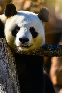 Panda Notebook - Journal Gift for Cute Animal Lovers