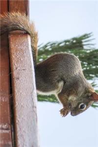 A Squirrel on a Ledge Eating Journal