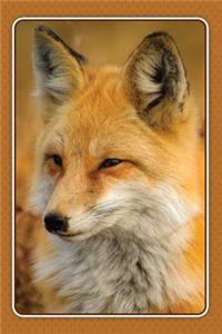 Fox Notebook