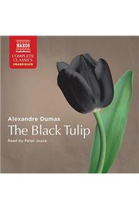 Black Tulip D