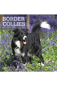 Border Collies 2020 Square Foil