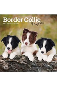 Border Collie Puppies 2021 Mini 7x7