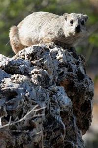 Hyrax on a Rock in Namibia, Africa Journal
