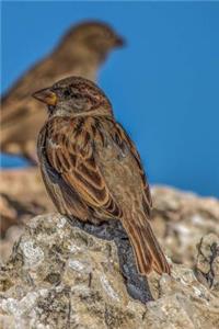 Sparrow Notebook