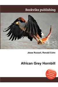 African Grey Hornbill