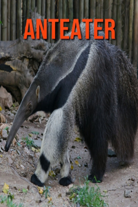 Anteater