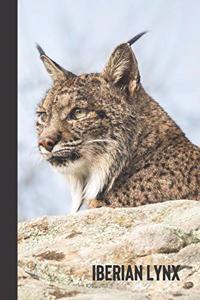 Iberian Lynx