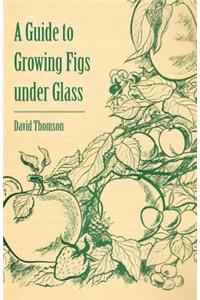 Guide to Growing Figs Under Glass