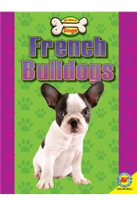 French Bulldogs
